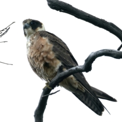 Falco longipennis (Australian Hobby) at Pialligo, ACT - 24 Oct 2021 by jb2602