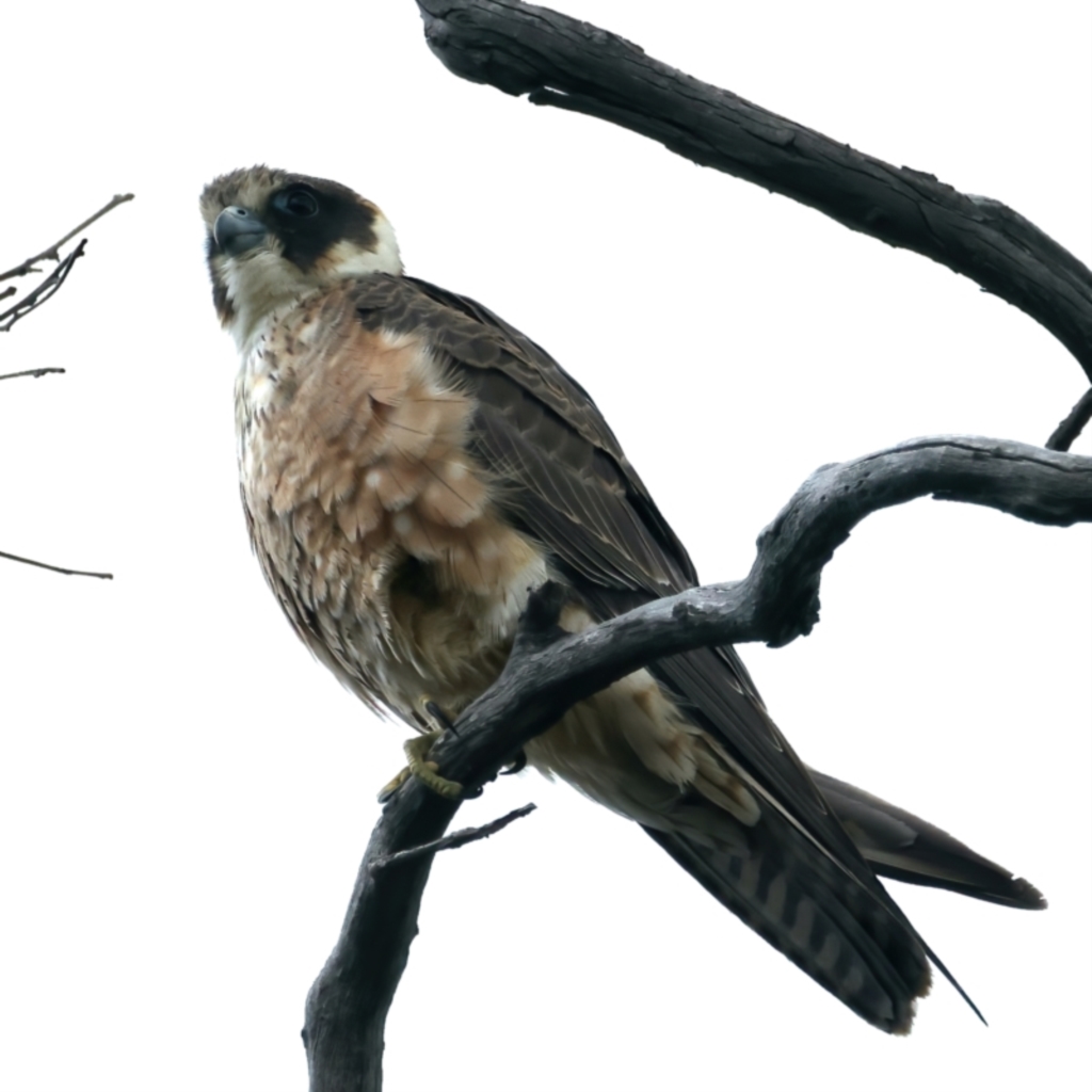 Falco longipennis at Pialligo, ACT - 24 Oct 2021