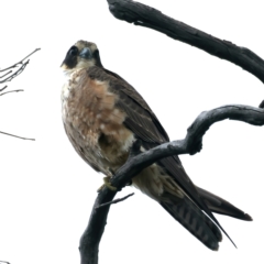 Falco longipennis at Pialligo, ACT - 24 Oct 2021