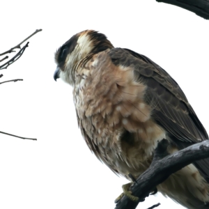 Falco longipennis at Pialligo, ACT - 24 Oct 2021