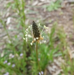 Plantago lanceolata (Ribwort Plantain, Lamb's Tongues) at Mount Taylor - 24 Oct 2021 by MatthewFrawley