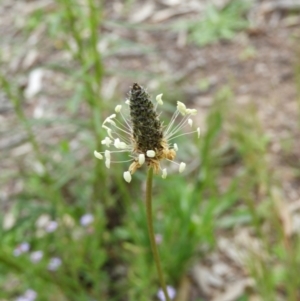 Plantago lanceolata at Kambah, ACT - 24 Oct 2021 12:49 PM