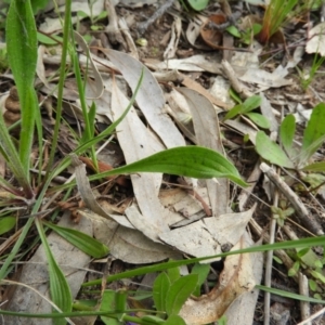 Plantago lanceolata at Kambah, ACT - 24 Oct 2021