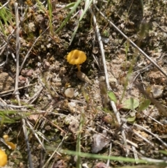 Lichenomphalia chromacea (Yellow Navel) at Mount Taylor - 24 Oct 2021 by jksmits