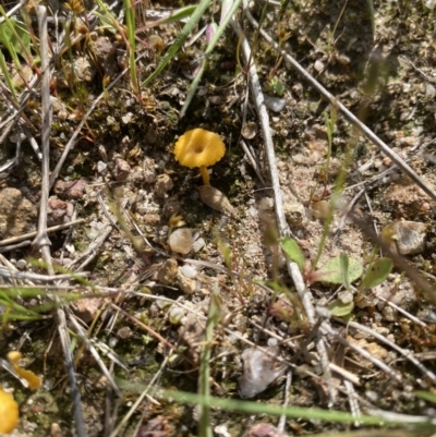 Lichenomphalia chromacea (Yellow Navel) at Mount Taylor - 24 Oct 2021 by jksmits