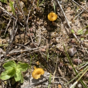 Lichenomphalia chromacea at Kambah, ACT - 25 Oct 2021 10:41 AM