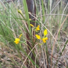 Diuris sp. (A Donkey Orchid) at Tralee, NSW - 25 Oct 2021 by MB