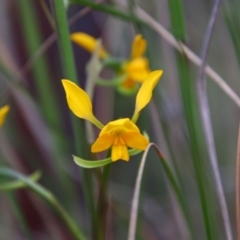 Diuris sp. at Tralee, NSW - suppressed