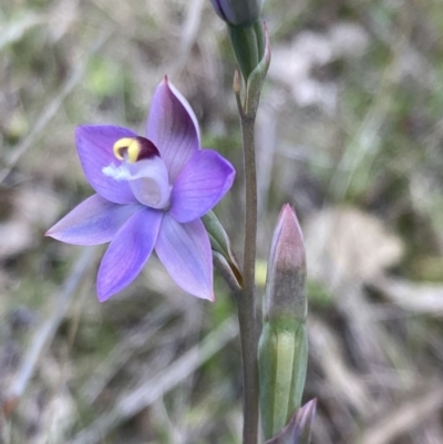 Thelymitra peniculata (Blue Star Sun-orchid) at Jerrabomberra, ACT - 23 Oct 2021 by AnneG1