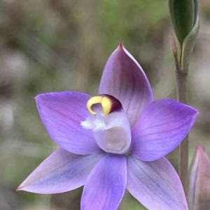 Thelymitra peniculata at Jerrabomberra, ACT - suppressed