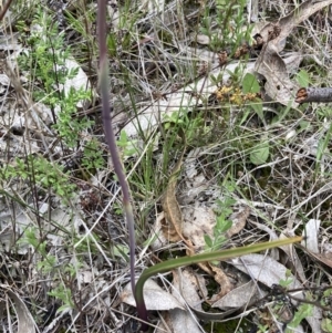 Thelymitra peniculata at Jerrabomberra, ACT - suppressed