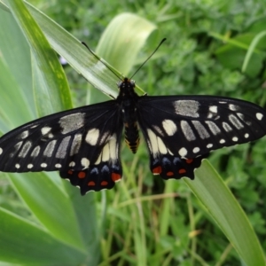 Papilio anactus at Holder, ACT - 25 Oct 2021