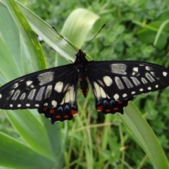 Papilio anactus (Dainty Swallowtail) at Holder, ACT - 25 Oct 2021 by Miranda