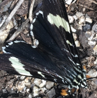 Phalaenoides glycinae (Grapevine Moth) at Mount Clear, ACT - 24 Oct 2021 by Ned_Johnston