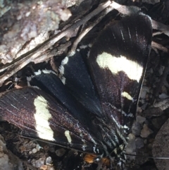 Phalaenoides glycinae at Mount Clear, ACT - 24 Oct 2021