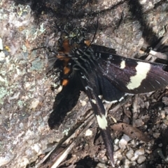 Phalaenoides glycinae at Mount Clear, ACT - 24 Oct 2021