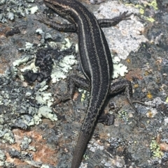 Pseudemoia spenceri (Spencer's Skink) at Namadgi National Park - 24 Oct 2021 by Ned_Johnston