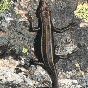 Pseudemoia spenceri at Mount Clear, ACT - 24 Oct 2021