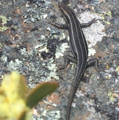 Pseudemoia spenceri at Mount Clear, ACT - 24 Oct 2021