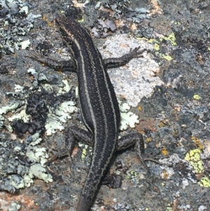 Pseudemoia spenceri at Mount Clear, ACT - 24 Oct 2021