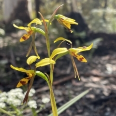 Diuris sulphurea (Tiger Orchid) at Woodlands, NSW - 24 Oct 2021 by Anna631