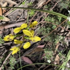 Diuris sulphurea at Woodlands, NSW - suppressed