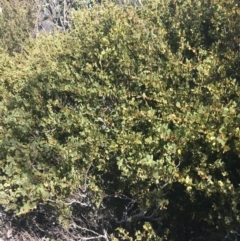 Acacia alpina at Mount Clear, ACT - 24 Oct 2021 01:57 PM