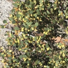 Acacia alpina at Mount Clear, ACT - 24 Oct 2021