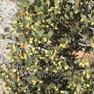 Acacia alpina at Mount Clear, ACT - 24 Oct 2021 01:57 PM