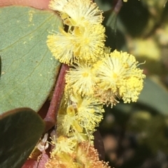 Acacia alpina at Mount Clear, ACT - 24 Oct 2021 01:57 PM