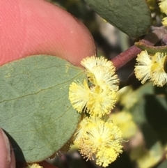 Acacia alpina at Mount Clear, ACT - 24 Oct 2021