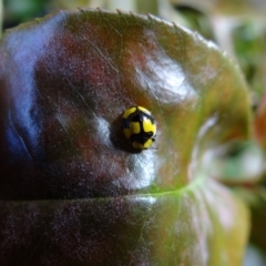 Illeis galbula (Fungus-eating Ladybird) at Holder, ACT - 16 Oct 2021 by Miranda