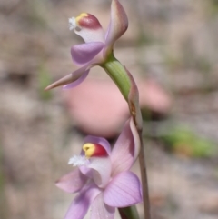 Thelymitra peniculata (Blue Star Sun-orchid) at Wanniassa Hill - 23 Oct 2021 by AnneG1