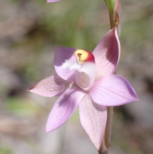 Thelymitra peniculata at Jerrabomberra, ACT - suppressed