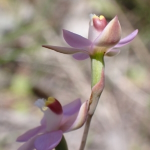 Thelymitra peniculata at Jerrabomberra, ACT - suppressed