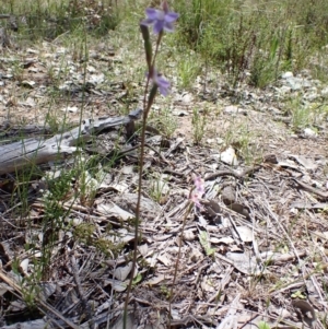 Thelymitra peniculata at Jerrabomberra, ACT - suppressed