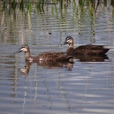 Anas superciliosa (Pacific Black Duck) at Holder, ACT - 24 Oct 2021 by Miranda