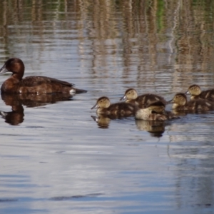 Aythya australis at Coombs, ACT - 24 Oct 2021