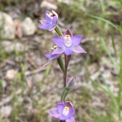 Thelymitra peniculata (Blue Star Sun-orchid) at Jerrabomberra, ACT - 23 Oct 2021 by AnneG1