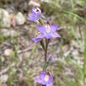 Thelymitra peniculata at Jerrabomberra, ACT - suppressed