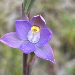 Thelymitra peniculata at Jerrabomberra, ACT - suppressed