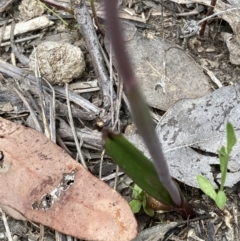 Thelymitra peniculata at Jerrabomberra, ACT - suppressed