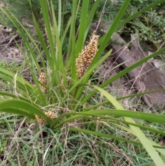 Lomandra longifolia (Spiny-headed Mat-rush, Honey Reed) at Corang, NSW - 24 Oct 2021 by LeonieWood