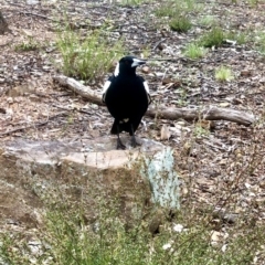 Gymnorhina tibicen (Australian Magpie) at Bruce, ACT - 21 Oct 2021 by goyenjudy