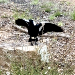 Gymnorhina tibicen at Bruce, ACT - 21 Oct 2021 11:41 AM