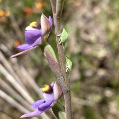 Philagra sp. (genus) (A spittlebug) at Jerrabomberra, ACT - 23 Oct 2021 by AnneG1