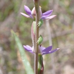 Philagra sp. (genus) at Jerrabomberra, ACT - 23 Oct 2021