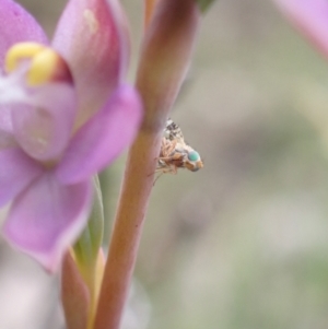 Tephritidae sp. (family) at Jerrabomberra, ACT - 24 Oct 2021