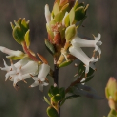 Brachyloma daphnoides (Daphne Heath) at Kambah, ACT - 23 Oct 2021 by BarrieR