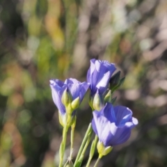 Linum marginale (Native Flax) at Kambah, ACT - 24 Oct 2021 by BarrieR